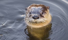 River Otter Makes Rare SF Appearance