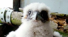 Rocky First Flight For San Jose Falcon