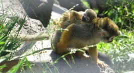 Happy Birthday, Baby Squirrel Monkeys!