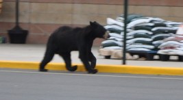 Bears Swarm Tahoe Neighborhoods