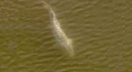 Swimming Dinosaur Spotted in SF Bay