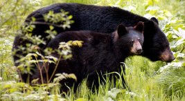 "I Swear I Saw a Bear"