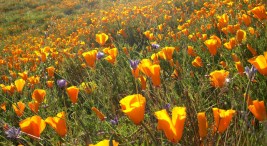 220 Calif. Parks in Danger of Closing