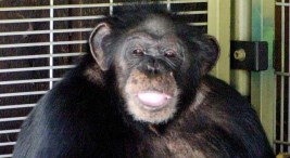 "I Didn't Give Him Xanax" Chimp Owner Says