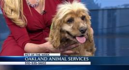 Bay Area Proud Pets: Matisse