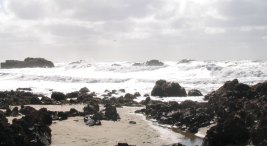 State Not Lured By "Sea Kitten" Beach Idea