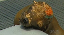 Vets Work to Unravel Mystery of Sick Sea Lions