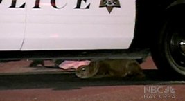 Wayward Sea Lion Dies in California Town
