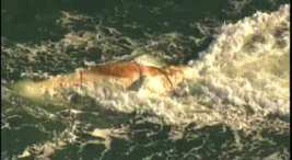 Good-Bye Stinky Whale