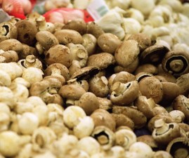 Mendocino Mushroom Festival