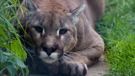 Study Reveals Cougars Are Ready to Pounce
