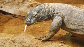 Lizard on the Loose!