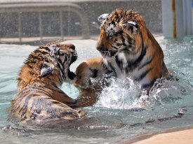 Cute Overload: Tiger Cubs at Play