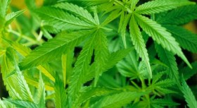 Baby Found High on Pot