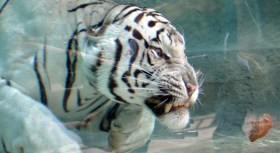 Rare Tiger Gets His Own Temple