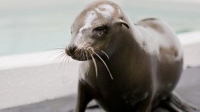 Sea Lion Pup Blinded by Gunshot Wounds Finds New Home