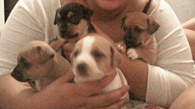 Puppies Stolen in San Francisco Held for Ransom