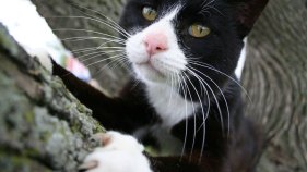 Cat Power: Outlaw the Declaw