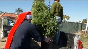 String of Sign Thefts Strike Christmas Tree Farm