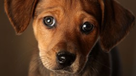 Oakland Man's Puppy Found In Nebraska Newspaer Box
