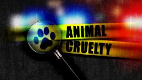 SF Dog Walker Jailed For Animal Cruelty