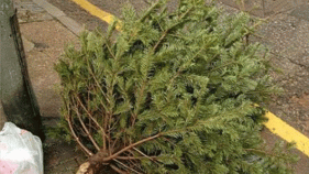 Feds Out To Make Sure Christmas Tree Burners Know It's Illegal