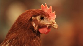 Sonoma Chicken Poop