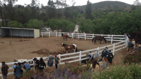 Sniper Kills Horse In Sonoma