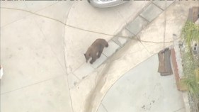 Raw Video: Bear Wanders in SoCal Backyards