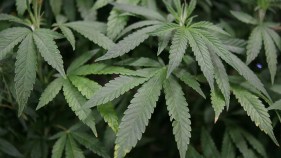 Concord Bans Outdoor Marijuana Grows