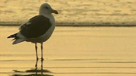 Wave of Break-ins Plague Beach and Surf-goers