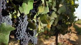 Vineyards Scramble to Harvest Before Rains