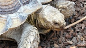 Tortoises Cause Garage Fire in Castro Valley