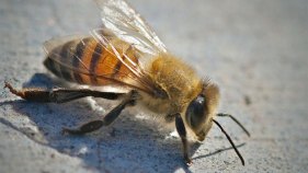 Great Bee Count in Marin