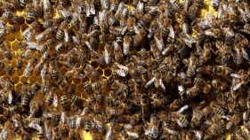 Bees Swarm Vacaville School