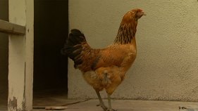 Farmer's Market Chicken Sales Halted