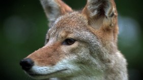 Wild Coyotes of Golden Gate Park Scare Pit Bulls