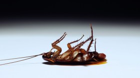 Roach-Infested Mill Valley Eatery Stays Open