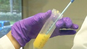 Marin Dog Receives Relief From Stem Cell Treatment