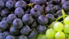 In Wine Country, Grape Harvest Begins -- Should Be a Good Year