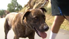 Dog That Discovered Stranded Hiker Gets Award