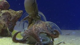 Rare Octopus on Display at SF Museum