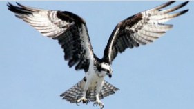 Rare Bird's Nest Disturbed by Port Workers
