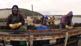 Oyster Prices Bound To Spike