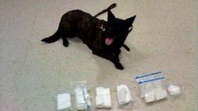 Burglars Break Into Cop's Home, Steal Guns, Poison Dogs