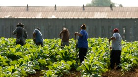 Labor Shortage Vexes California Farmers