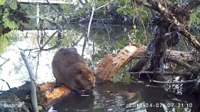 Beavers Discovered In San Jose River