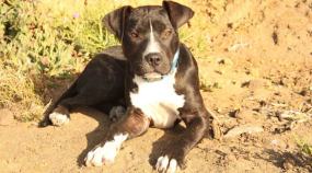 "Charlie" the Terrier's Death Sentence Up in Air