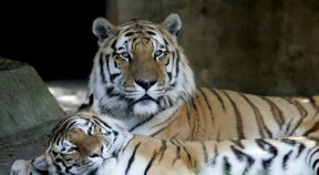Transcript of Tiger-Mauling Interrogation Released