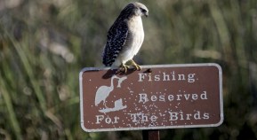 Annual Bay Area Bird Count is Thursday